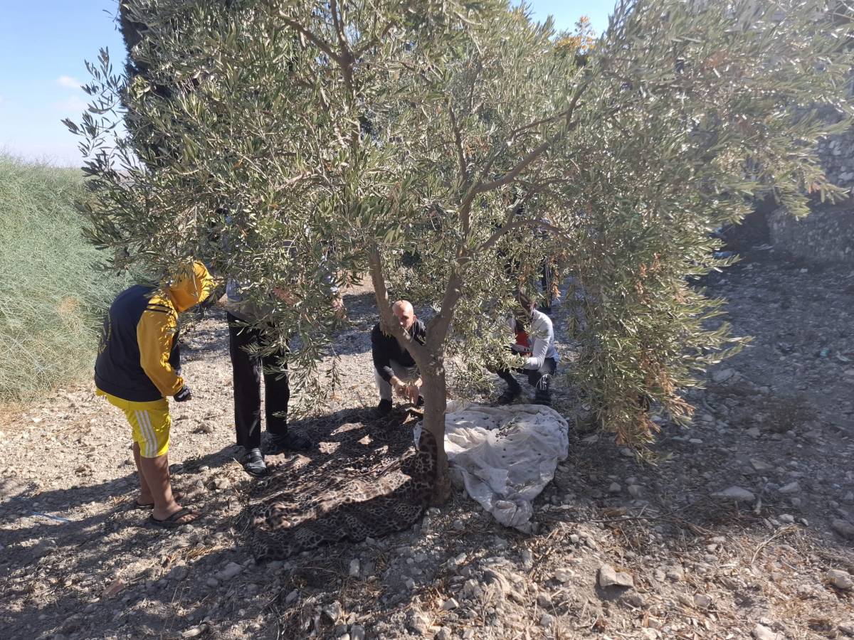 Olive harvest 2024